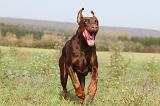 DOBERMANN 442